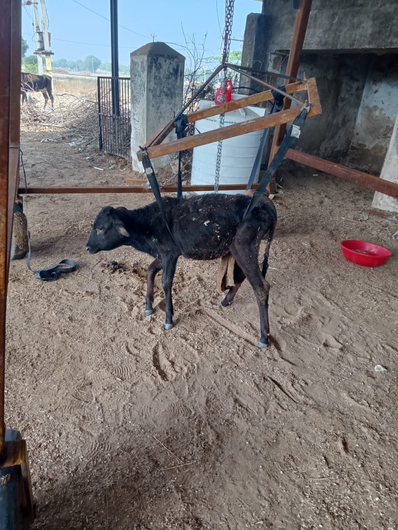 गौ सेवा चित्र 1