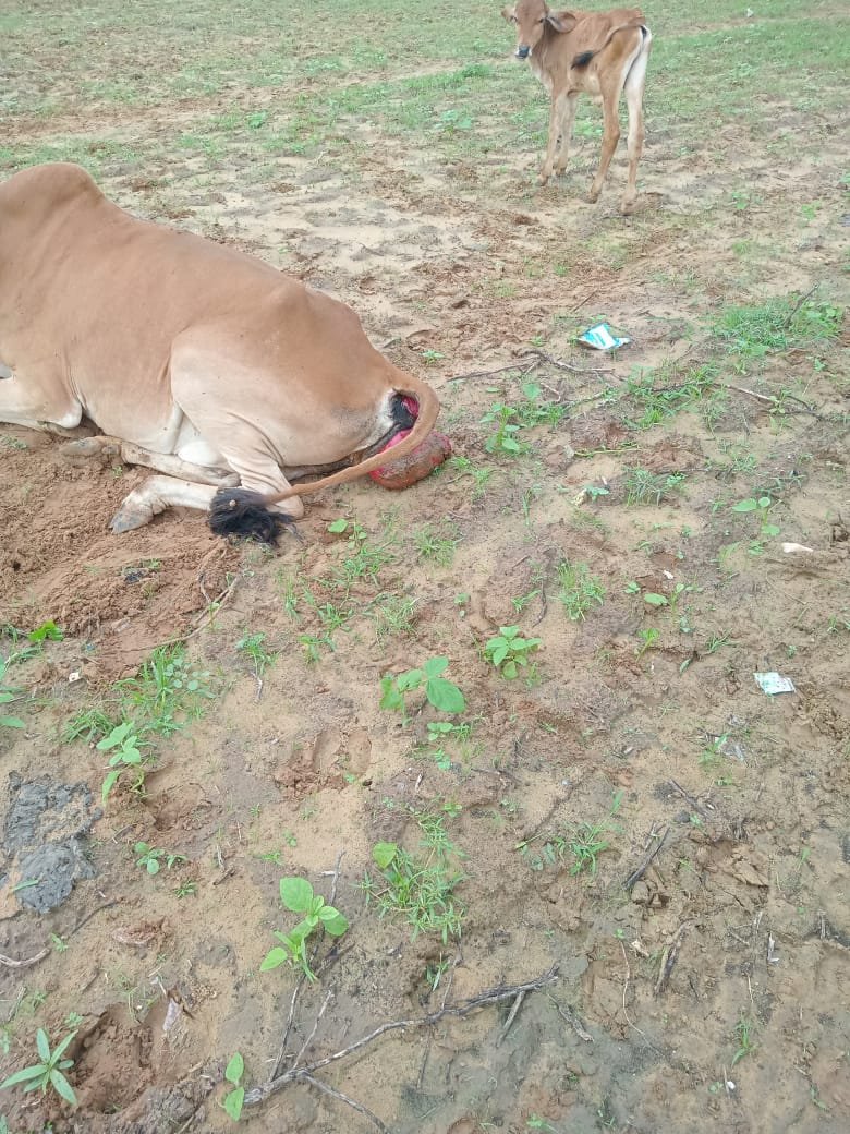 गौ सेवा चित्र 3