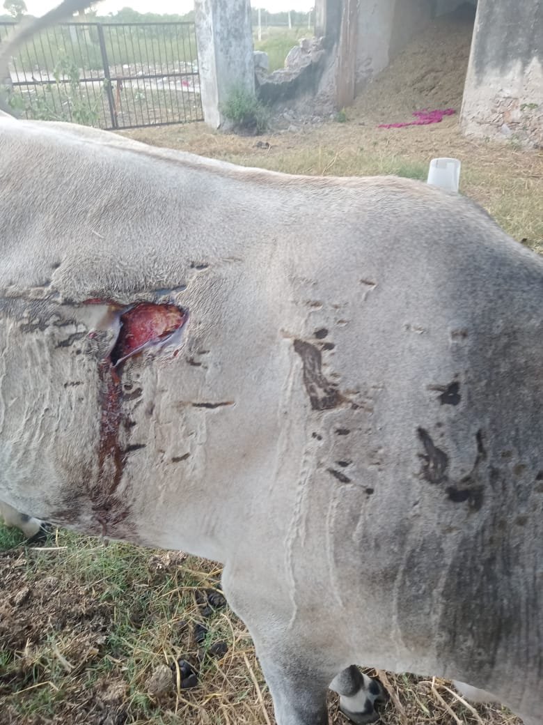 गौ सेवा चित्र 5