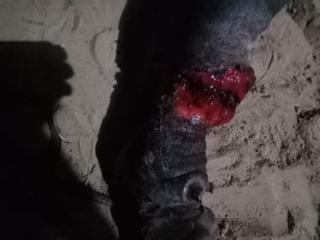 गौ सेवा चित्र 6